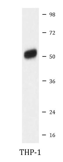Anti-TPH1