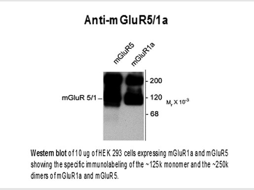 Anti-mGluR5/1a