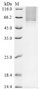 Serpin B10 (SERPINB10), human, recombinant