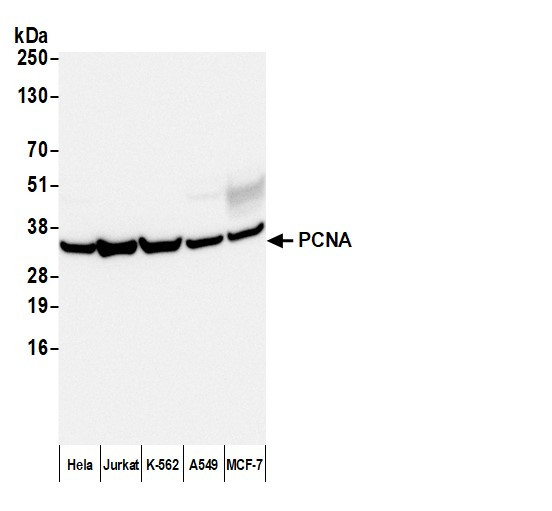 Anti-Mouse Kappa Light Chain, HRP conjugated