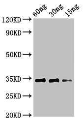Anti-Major pollen allergen Aln g 1