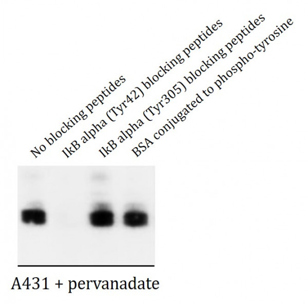 Anti-phospho-IkB alpha (Tyr42)