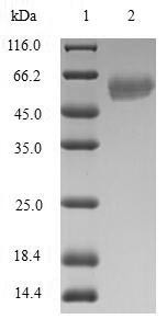 DNA repair protein RAD51 homolog 4 (RAD51D), human, recombinant