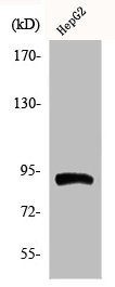 Anti-Phospho-HSP90AB1 (S254)