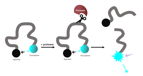Cathepsin C (DPPI) Inhibitor Screening Assay Kit (Mouse)
