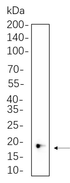 Anti-Recombinant 4E-BP1, clone 4B16