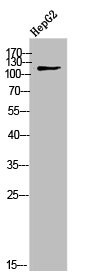Anti-COL9A1