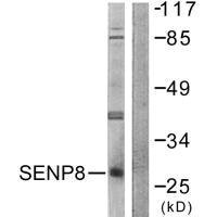 Anti-SENP8