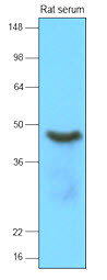 Anti-SERPINA12 / Vaspin, clone 1C4