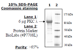 PKC iota/lambda, active human recombinant protein