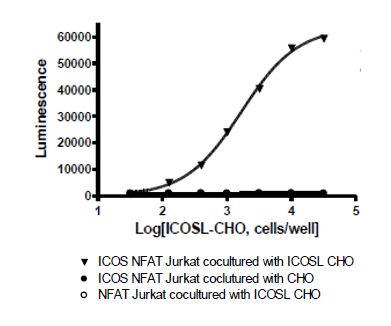 ICOS/NFAT Reporter-Jurkat Recombinant Cell Line