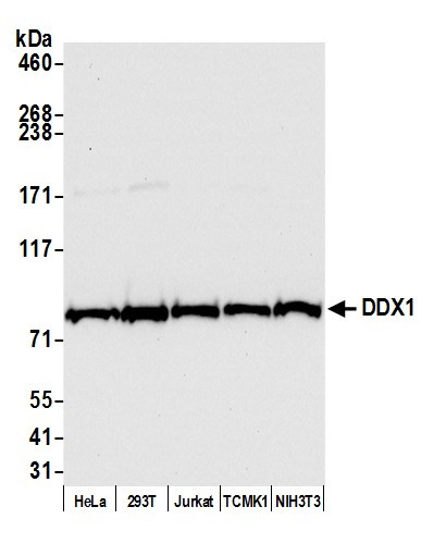 Anti-DDX1