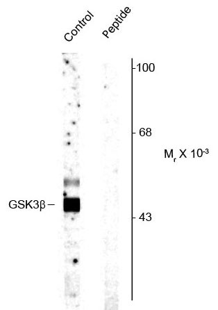 Anti-phospho-GSK3 beta (Ser9)