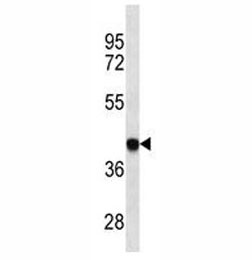 Anti-HLA-B, clone 528CT10.4.1