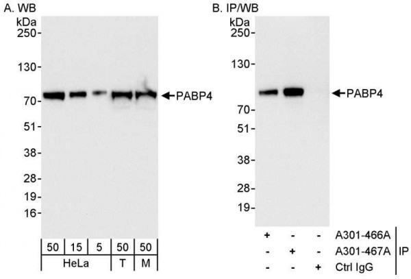 Anti-PABP4