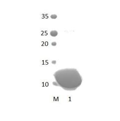 MAGI3_6 PDZ Domain