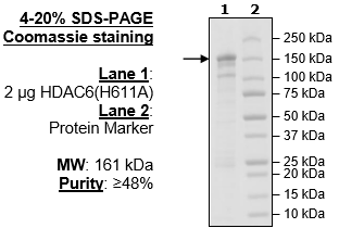 HDAC6 (H611A) recombinant human protein, N-terminal GST tag