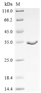 Maternal effect protein staufen (stau), partial, Drosophila melanogaster, recombinant