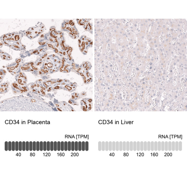 Anti-CD34, clone CL14579