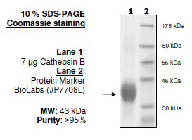 Cathepsin B, active human recombinant protein
