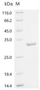 Peptide deformylase, mitochondrial (PDF), recombinant human