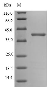 Outer membrane porin C (ompC), Escherichia coli, recombinant