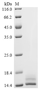 Kidney-associated antigen 1 (KAAG1), human, recombinant