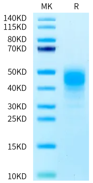 Mouse CD2/SRBC Protein