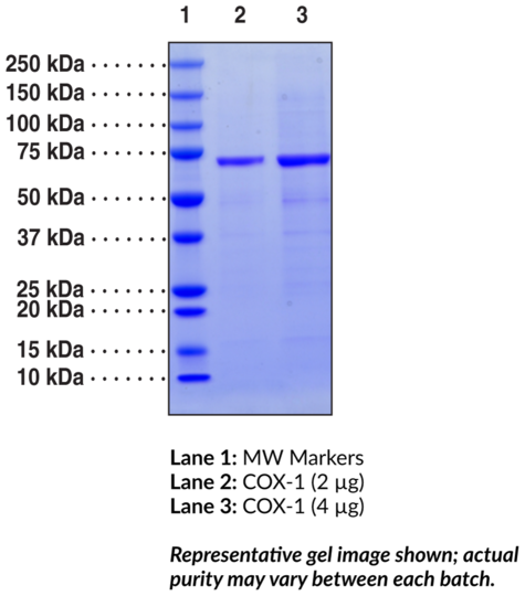 COX-1 (human, recombinant)