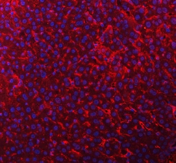 Anti-Timd2 / T-cell immunoglobulin mucin receptor 2