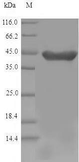 2-Hydroxyacid oxidase 1 (Hao1), mouse, recombinant
