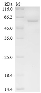 Leucine-rich repeat LGI family member 4 (LGI4), human, recombinant