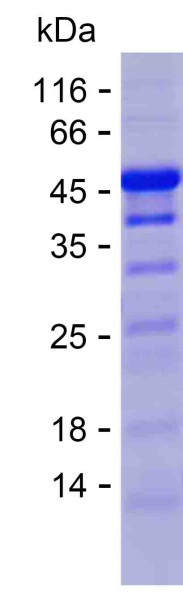 MKI67 (human), recombinant protein