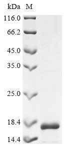 Inhibin beta B chain protein (INHBB), partial, human, recombinant