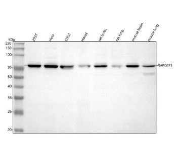 Anti-RAPGEF5 / Rap guanine nucleotide exchange factor 5