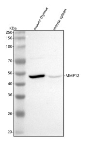 Anti-Mmp12 / Matrix metalloproteinase 12