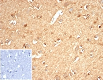 Anti-AKR1B1 / Aldose reductase, clone AKR1B1/7010R