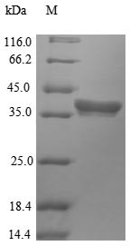 Histone deacetylase HDT2 (HDT2), Arabidopsis thaliana, recombinant