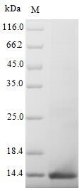 Muellerian-inhibiting factor (Amh), partial, mouse, recombinant