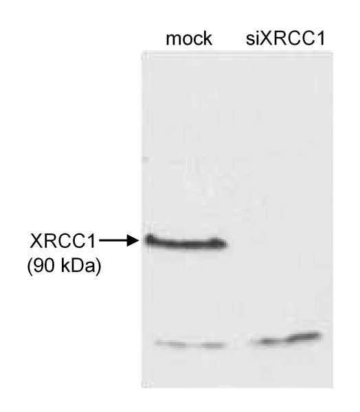Anti-XRCC1