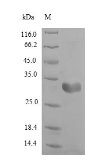 Fatty acid-binding protein, heart (Fabp3), rat, recombinant