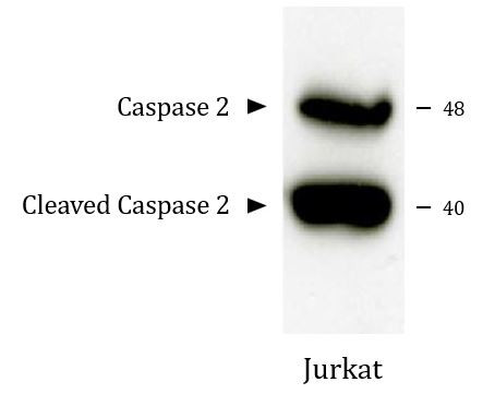 Anti-Caspase 2, clone SB123a