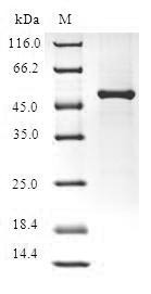 Fibroblast growth factor 14 (FGF14), human, recombinant