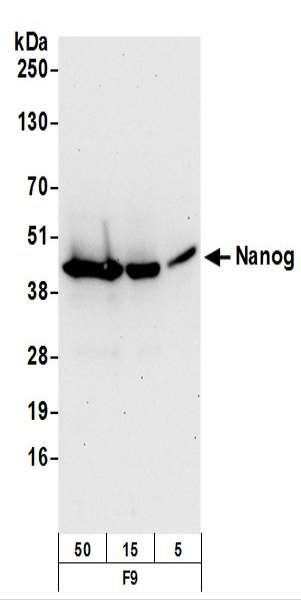 Anti-Nanog