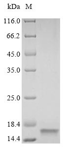 Vesicle-associated membrane protein 2 (Vamp2), partial, rat, recombinant