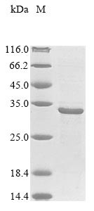Heparin-binding hemagglutinin (hbhA), Mycobacterium tuberculosis, recombinant