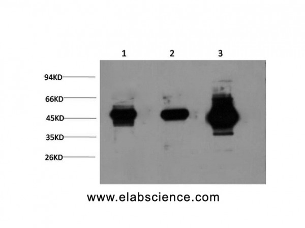Anti-GSK3 beta, clone 4C3
