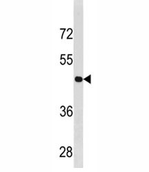 Anti-Cyclin B2 (CCNB2)