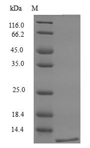 Lymphotactin protein (Xcl1) (Active), mouse, recombinant