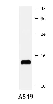 Anti-MRPL32